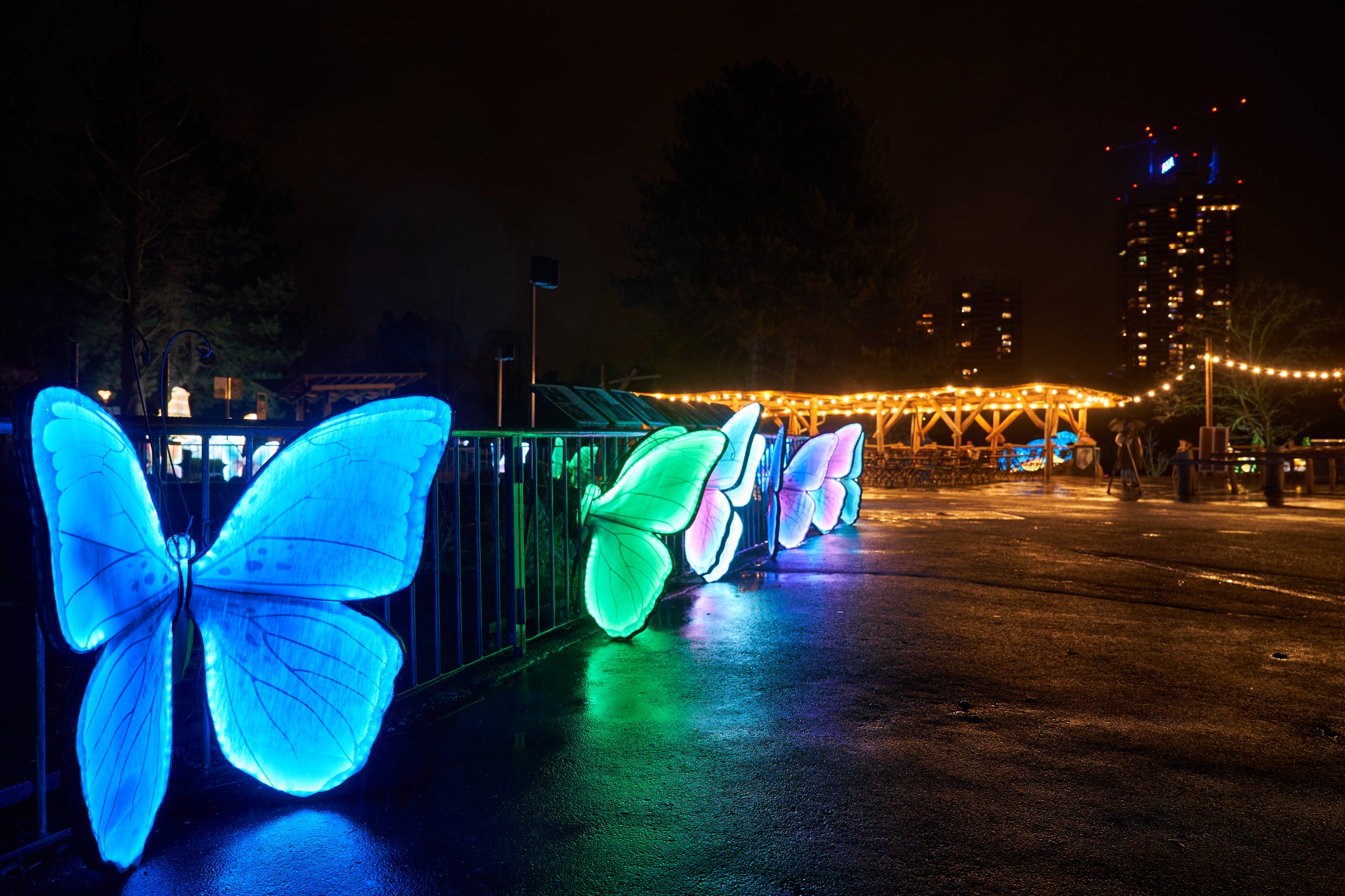 2024 01 03 Köln Zoo China Lights 1251